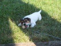 /album/fotogalerie/pepina-a-jeji-kralovstvi-039-jpg/